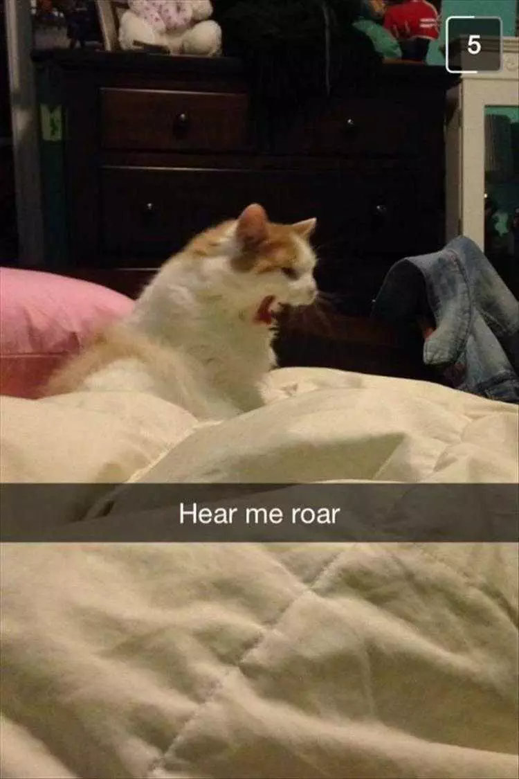 Comical Animal Pictures Ferocity