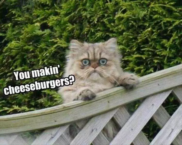 Comical Animal Pictures Cheeseburgers