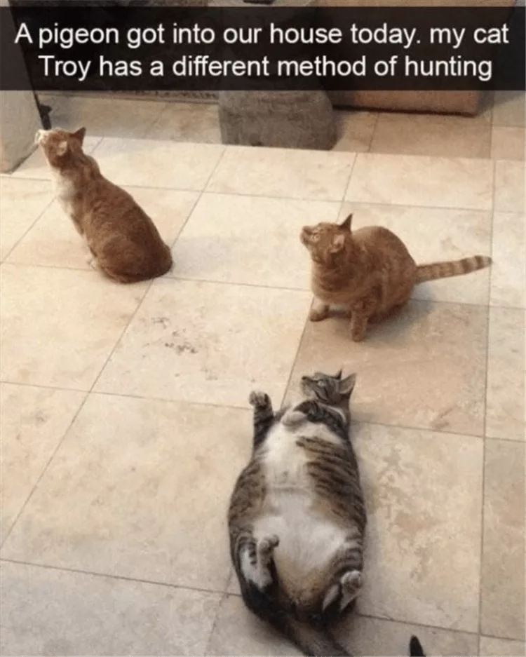 Lol Animal Memes  Supervisor Cat