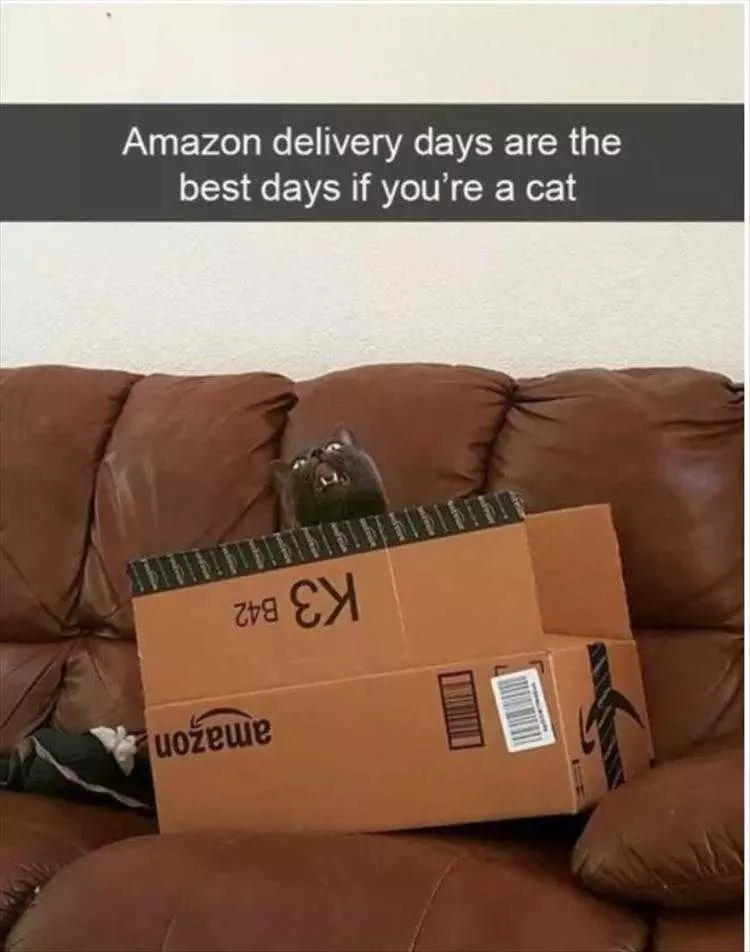 Lol Animal Meme Pics  Amazon'S Best Service