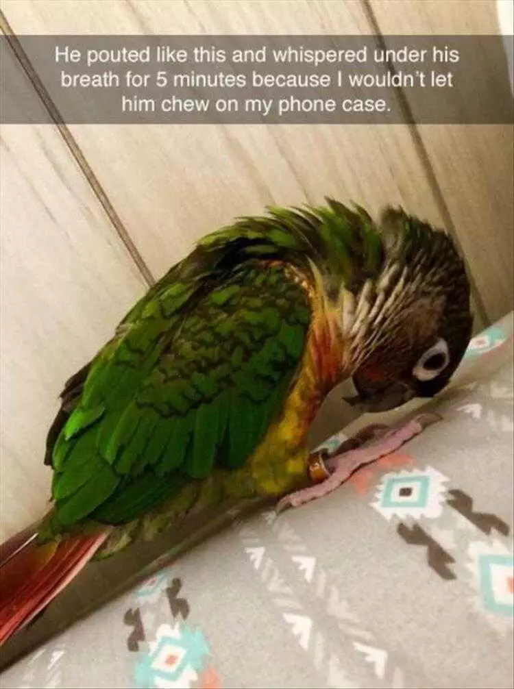 Lol Animal Meme Pics  Giving The Bird