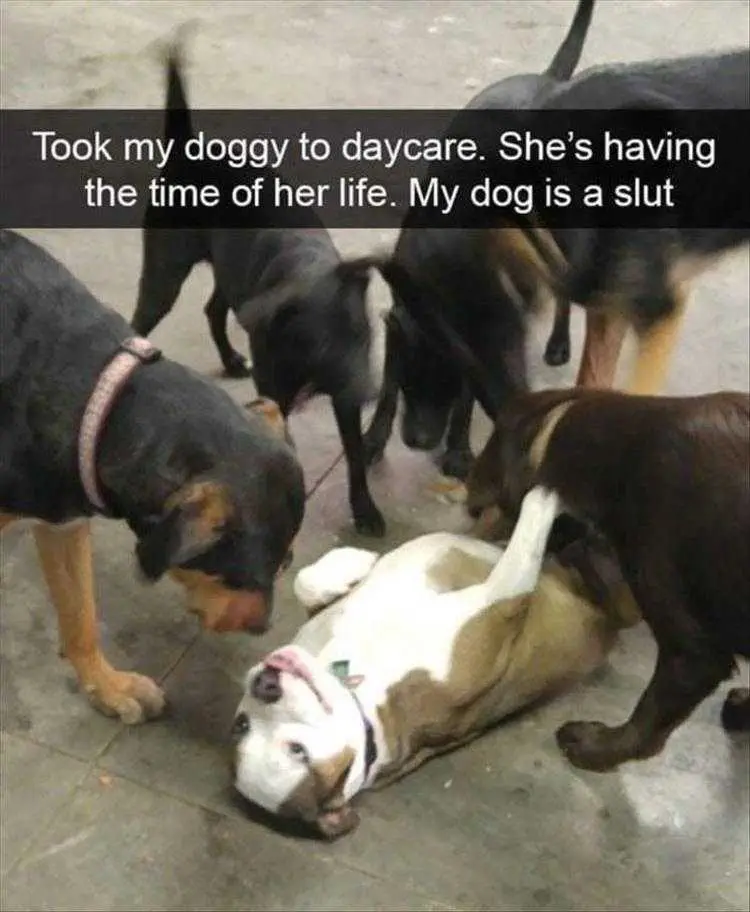Lol Animal Meme Pics Loving The Attention