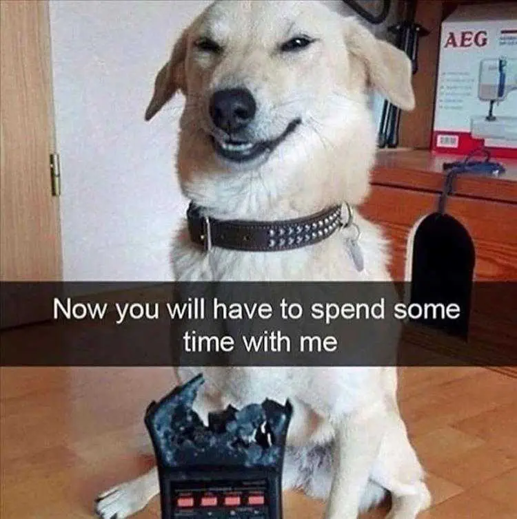 Hysterical Animal Memes  Dog Means To Chew Tv Remote