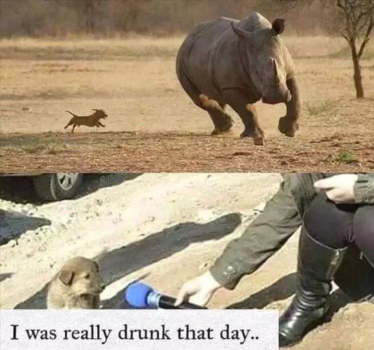 Hysterical Animal Memes  Dog Chasing Rhino