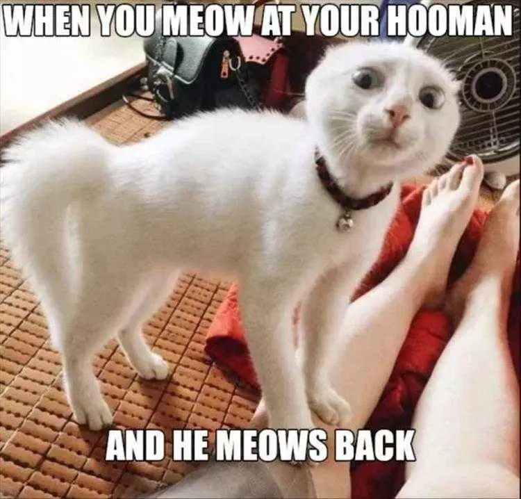 Hysterical Pet Memes  That Was An Inappropriate Meow