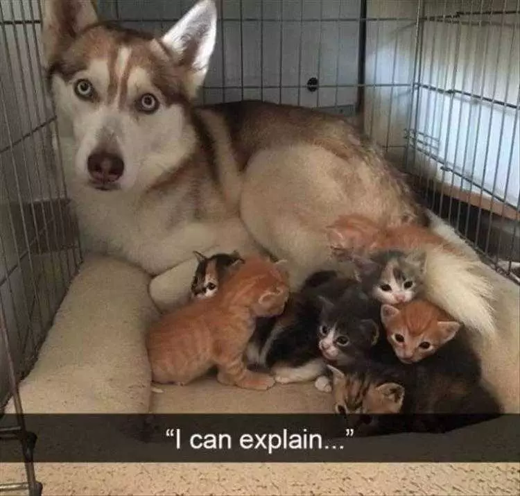 Hysterical Pet Memes  Who'S The Father