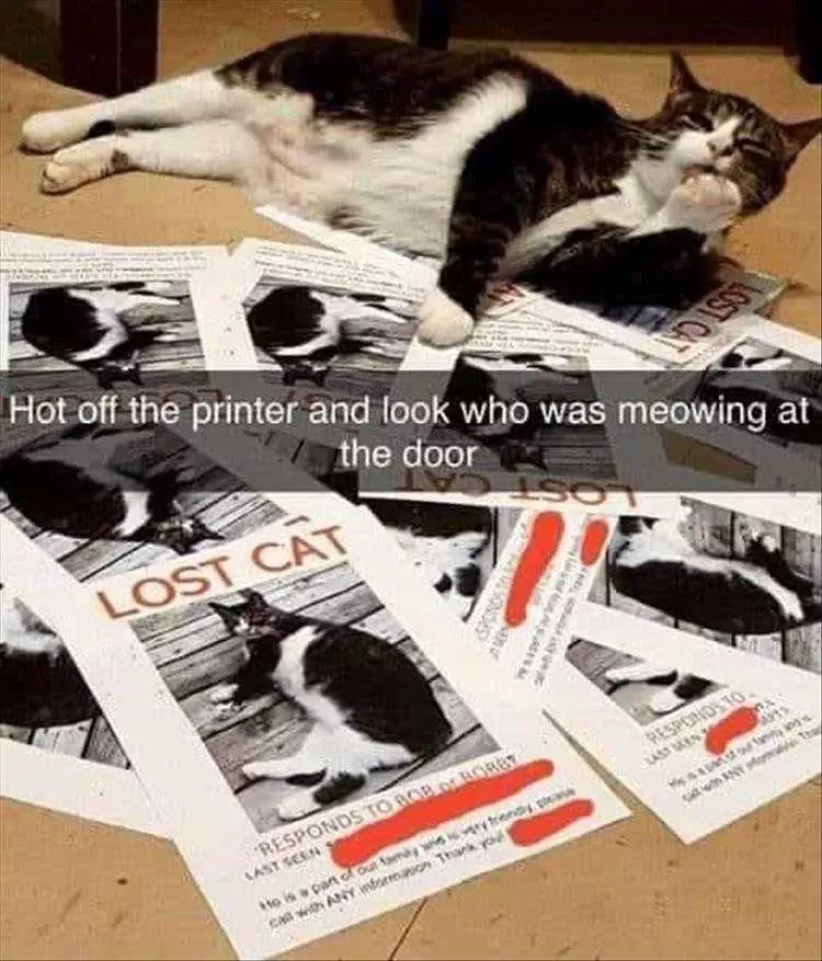 Hysterical Animal Memes Return Of The Prodigal Cat