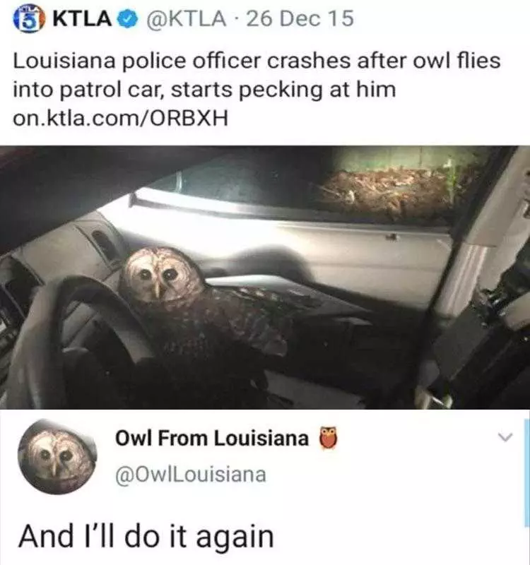 Hysterical Animal Memes  Owl Do It Again?