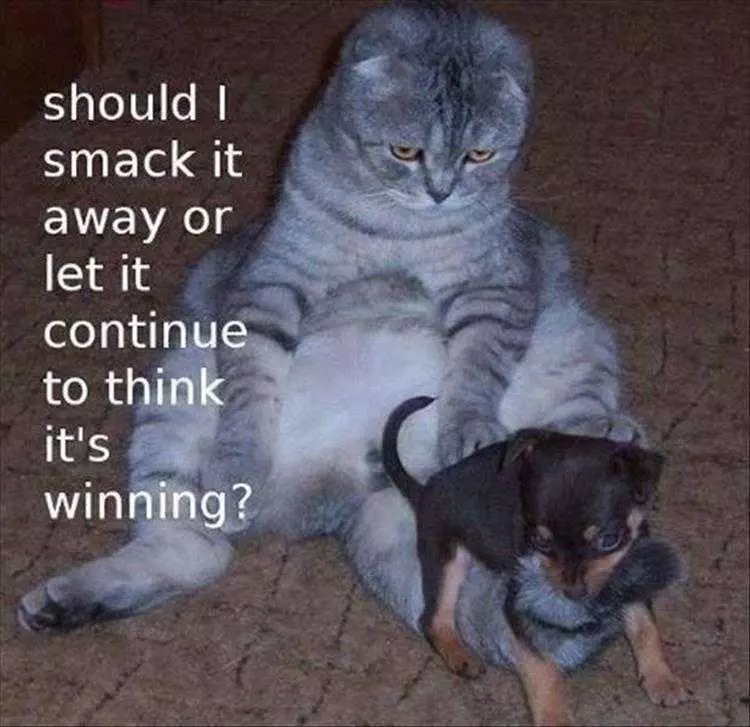 Funniest Pet Memes Ever  Is My Patience Wearing Thin