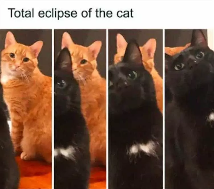 Hilarious Animal Photos With Captions  Total Eclipse Of The Cat