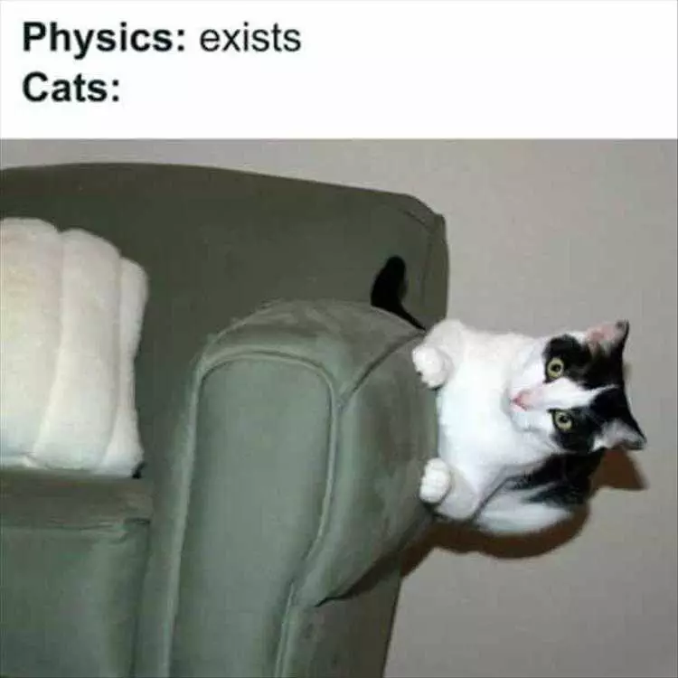 Hilarious Animal Photos With Captions  Physics