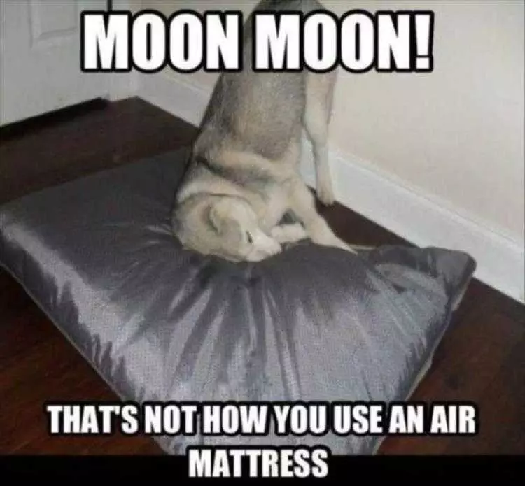 Funny Animal Photos With Captions  Moon