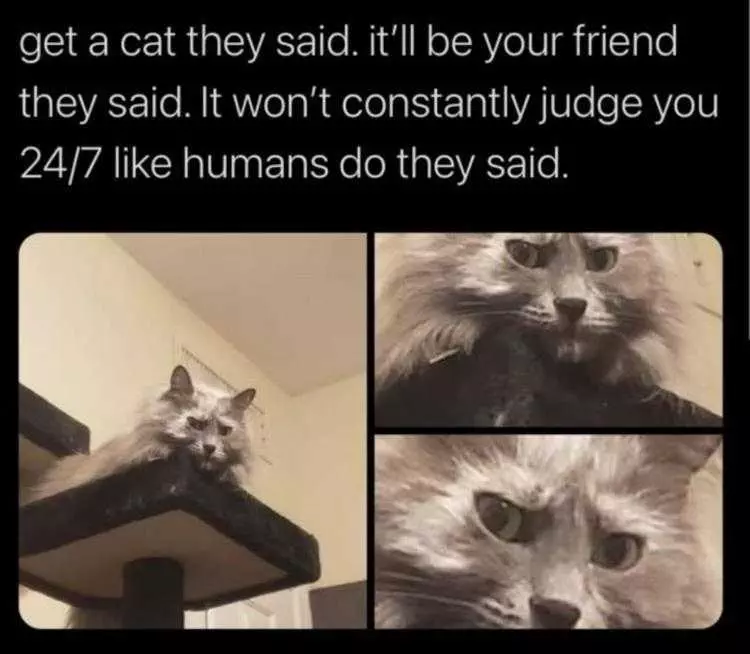 Hysterical Animal Photos With Captions  Judge Kitty