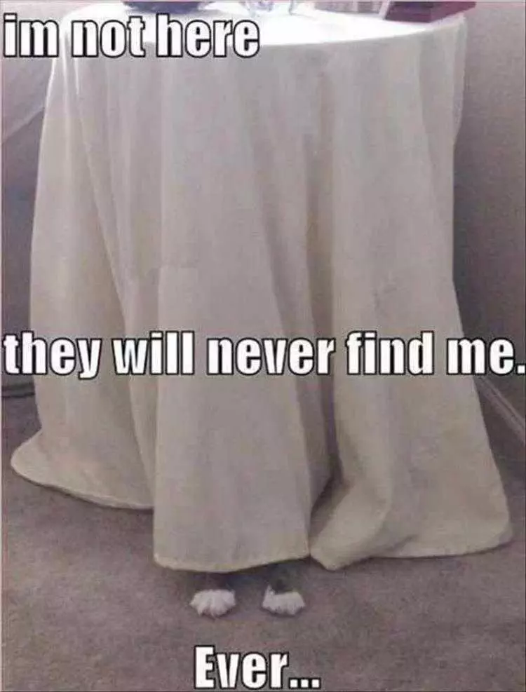 Hysterical Animal Photos With Captions  Camouflage
