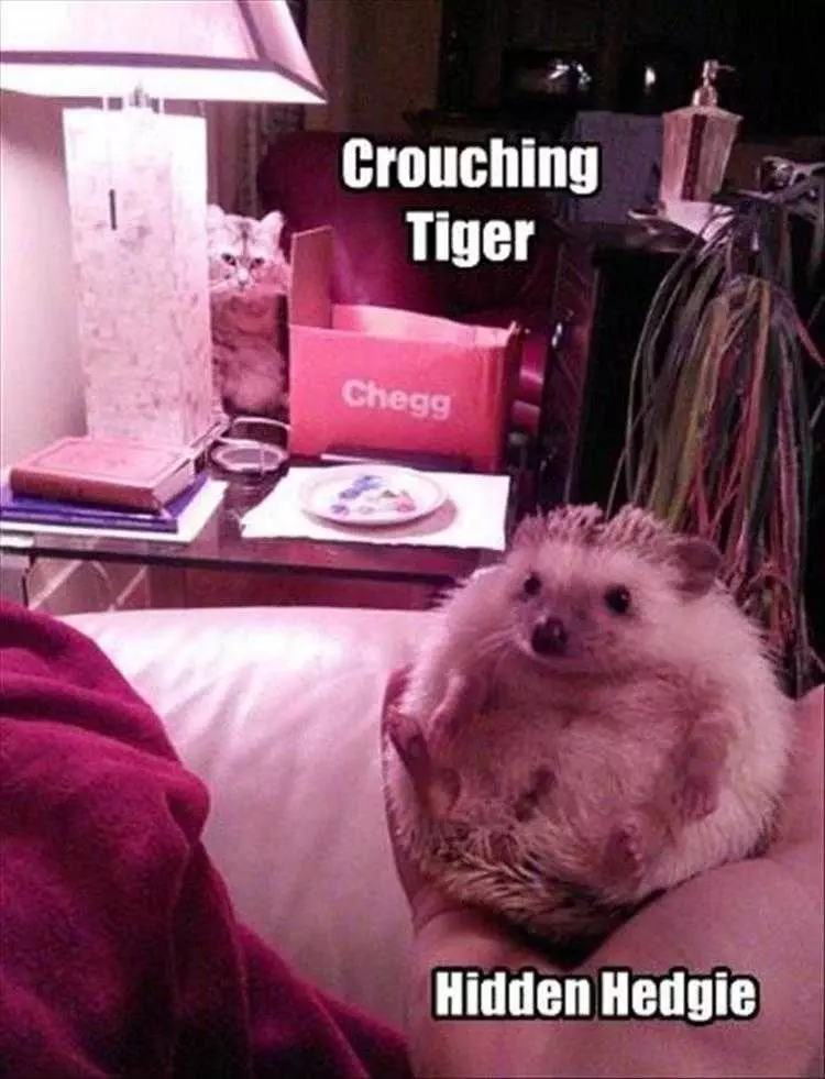 Hysterical Animal Photos With Captions  The Cat