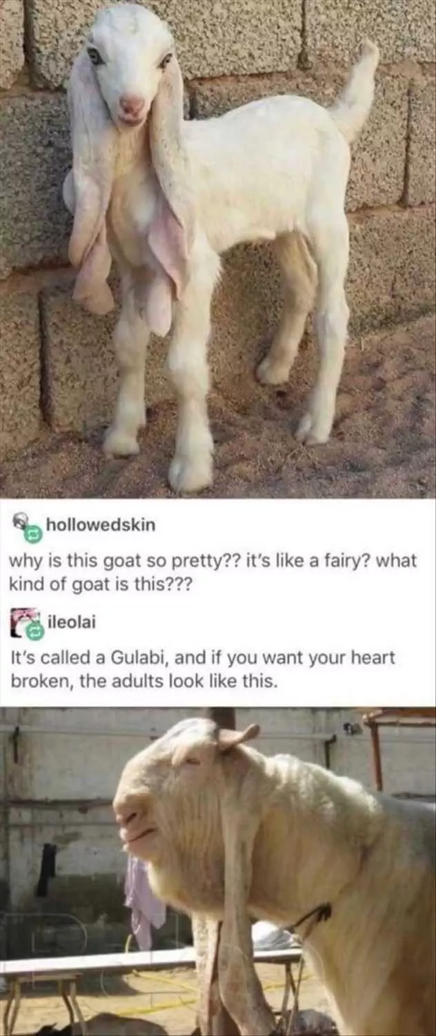 Humorous Animal Pictures Doesn't Age Well