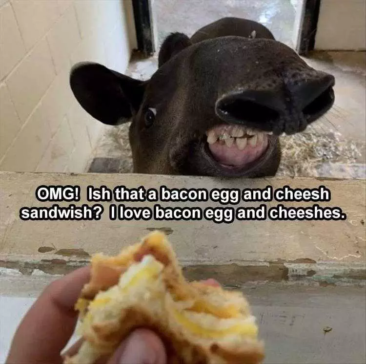 Humorous Animal Pics  Donkey Loves Bacon