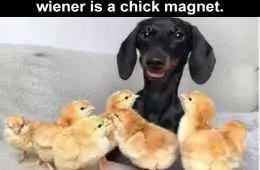 Humourous Animal Pictures  Chick Magnet