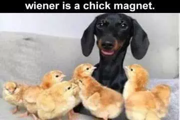 Humourous Animal Pictures  Chick Magnet