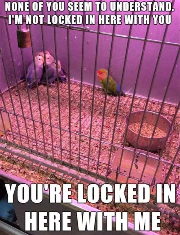 Humorous Animal Pics Perspectives