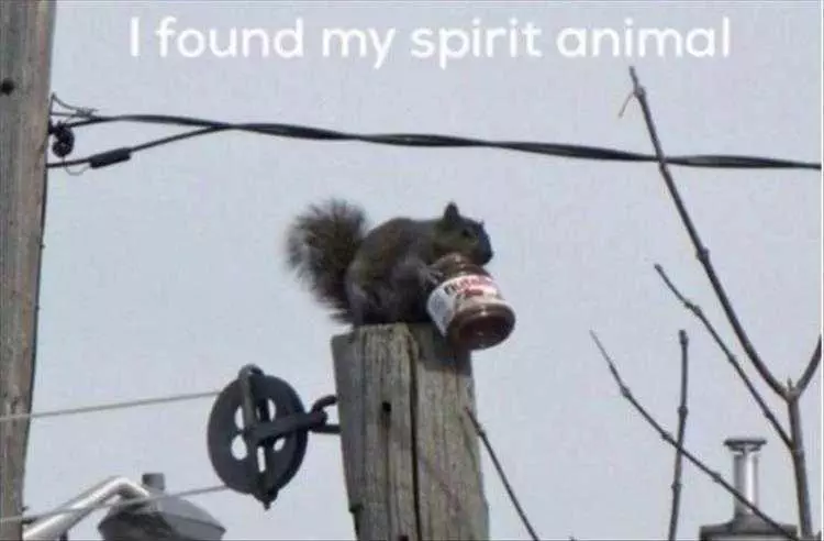 Humorous Animal Pics Nuts About Nutella