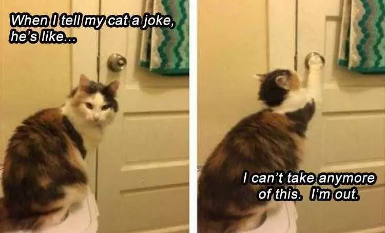 Humorous Cat Pics  Can'T Take A Joke