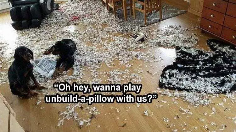 Humorous Animal Pics  Pillows Fight