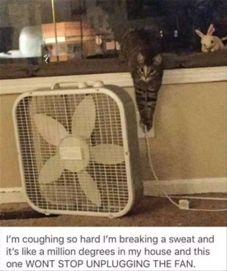Humourous Cat Pictures Cats Like Warmth