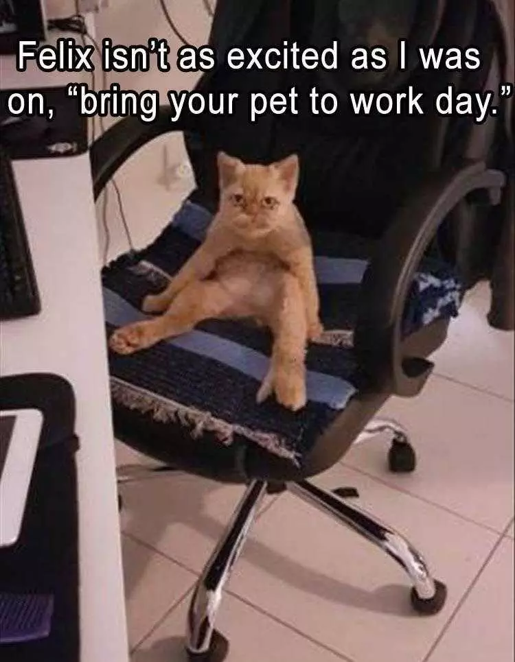 Humourous Cat Pictures  Bring Your Pet To Work