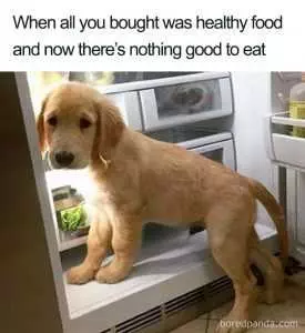 Hilarious Diet Memes  Fridge Full Of Healthy Food