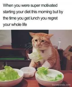 Hilarious Diet Memes  Regret