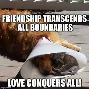 Pictures Of Cats And Dogs Getting Along  Love