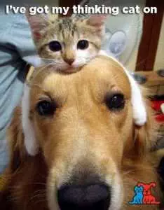 Pictures Of Cats And Dogs Getting Along  Cat Hat 2