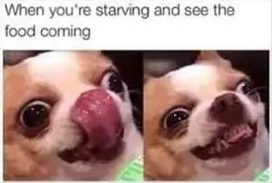 Relatable Hungry Memes  Finally Here