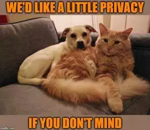 Pictures Of Cats And Dogs Getting Along  Privacy