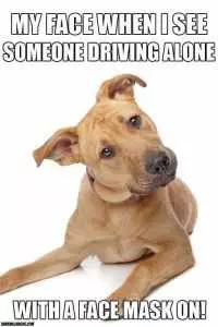 Dog Posters  Dog Confused Head Tilt