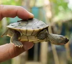 Burmese Roofed Turtle Hatchling 1 Myo Min Win Wcs Myanmar Scaled 1