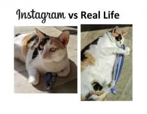 Cat-Instagram-Vs-Real-Life-Oc-402744 Cat Instagram Vs Real Life Oc 402744
