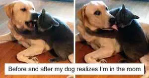Cats-Dogs-Not-Getting-Along-Hate-Living-Together-Fb2__700-Png Pictures Of Cats And Dogs Getting Along Playing Nice