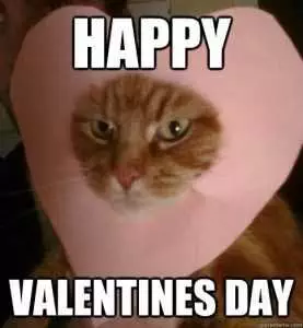 Valentines Memes  Kitty Card