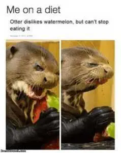 Diet-Meme-01020190849-2 Hilarious Diet Memes Water Melon Love