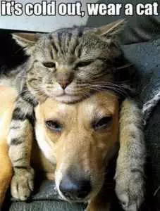Pictures Of Cats And Dogs Getting Along  Cat Hat