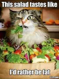 Hilarious Diet Memes  Taste Of Salad