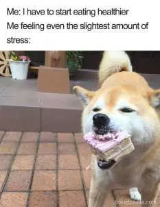 Relatable Hungry Memes  Stress Eating Doesn'T Count