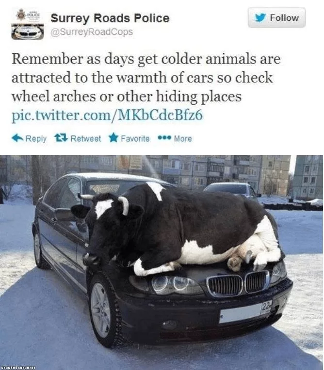 Snow-Meme-2021-Cows Texas Freeze Memes Hiding In Plain Sight