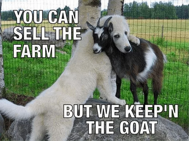 Animals Being Funny Pics  Keeping The Goat