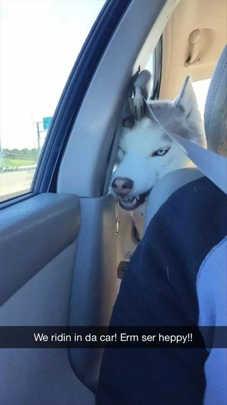 Top 23 Funny Animal Memes Of The Day_602Bdde77D6D8.Jpeg Animals Being Funny Pictures Happiness Is