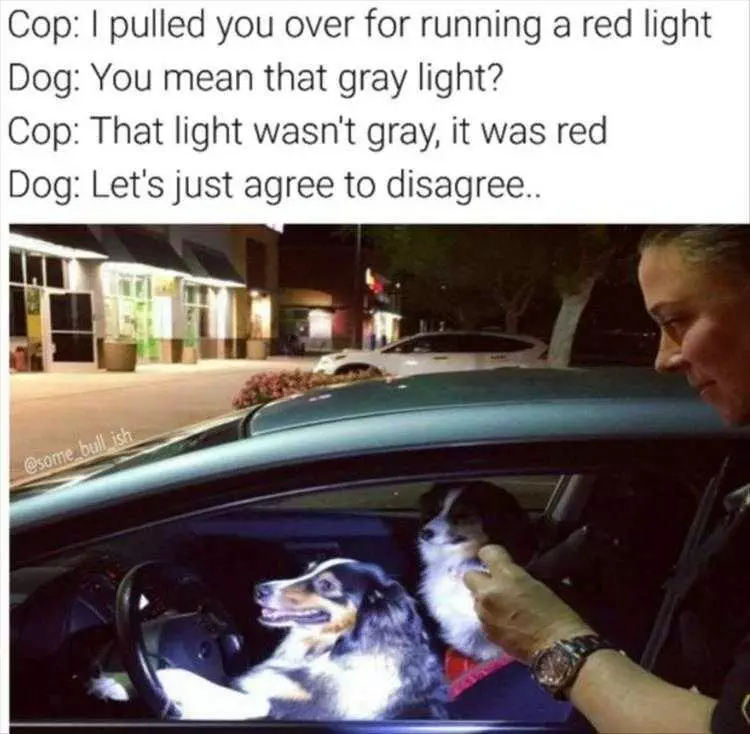 Animals Being Funny Pics  Pulled Over