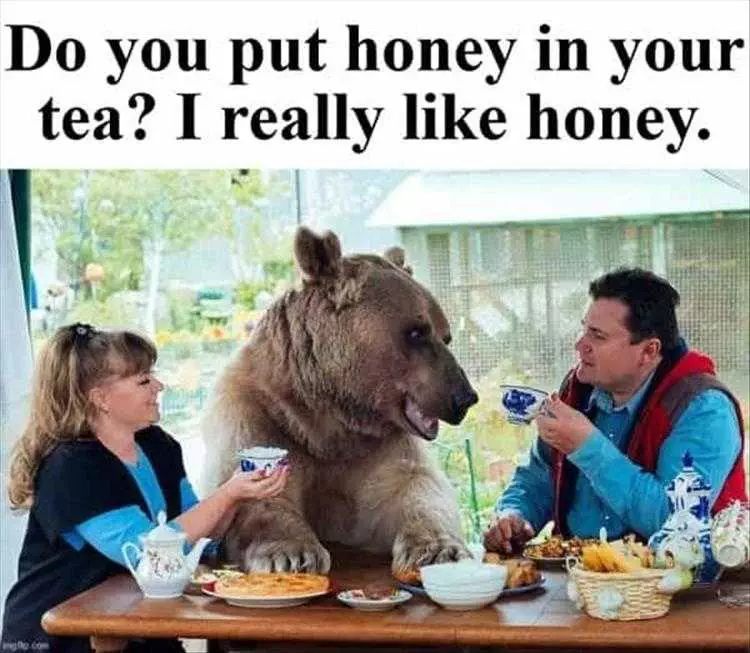 Hysterical Animal Pictures With Captions  Unbearably Cool Breakfast Conversations