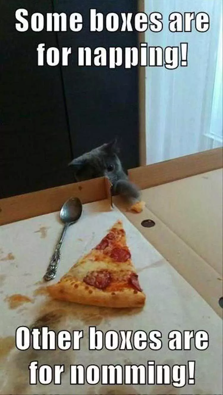 Top 25 Funny Animal Memes Of The Day_6022A368B21Fb.jpeg Hysterical Animal Pictures With Captions Cardboard With Food